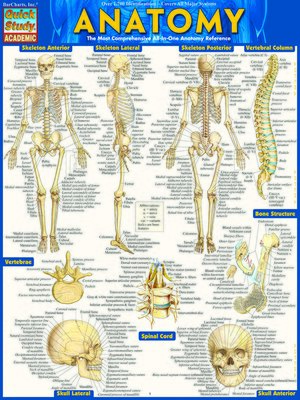 cover image of Anatomy--Reference Guide (8.5 x 11)
